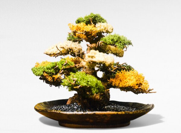 【WITHERS BONSAI】盆栽アート”枯れた盆栽の再生” S24104