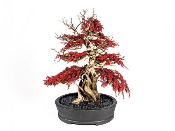 【WITHERS BONSAI】盆栽アート”枯れた盆栽の再生” S25809