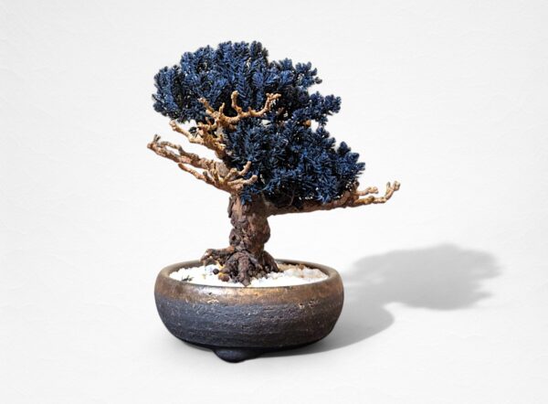 【WITHERS BONSAI】盆栽アート”枯れた盆栽の再生” S25602
