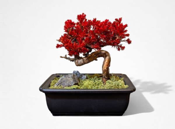 【WITHERS BONSAI】盆栽アート”枯れた盆栽の再生” S25604
