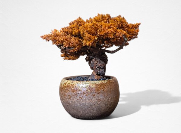 【WITHERS BONSAI】盆栽アート”枯れた盆栽の再生” S25606