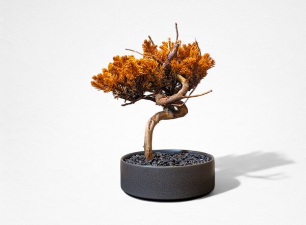 【WITHERS BONSAI】盆栽アート”枯れた盆栽の再生” S25607