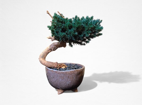 【WITHERS BONSAI】盆栽アート”枯れた盆栽の再生” S25608