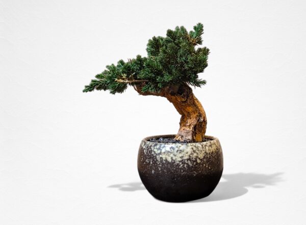 【WITHERS BONSAI】盆栽アート”枯れた盆栽の再生” S25609