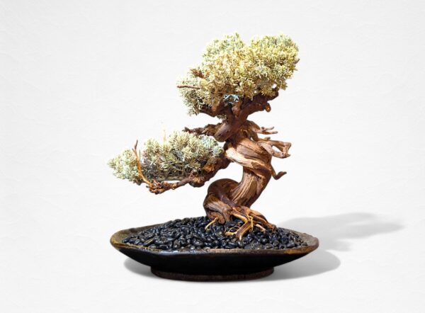 【HIKARI BONSAI】盆栽アート”枯れた盆栽の再生” S25612