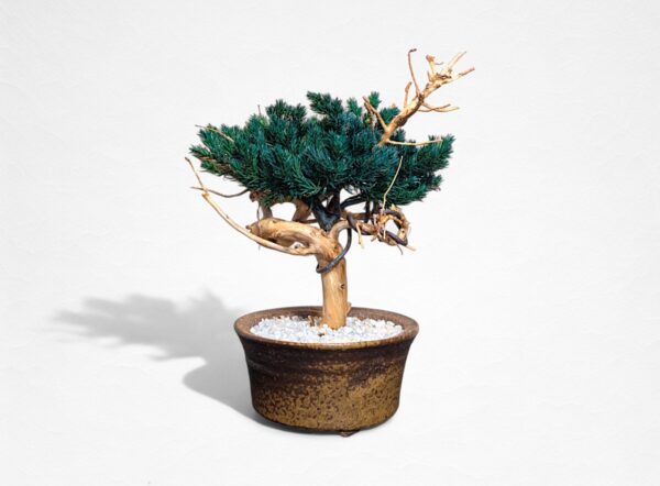 【WITHERS BONSAI】盆栽アート”枯れた盆栽の再生” S25614