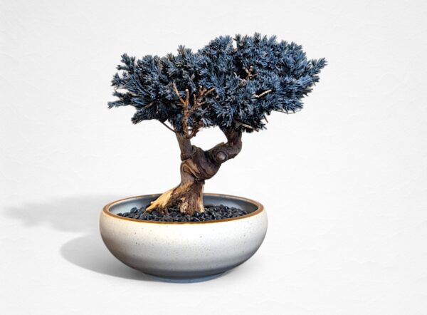 【WITHERS BONSAI】盆栽アート”枯れた盆栽の再生” S25617