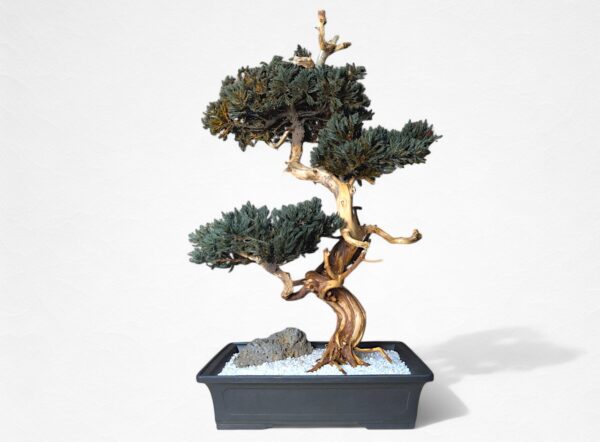 【WITHERS BONSAI】盆栽アート”枯れた盆栽の再生” S25801