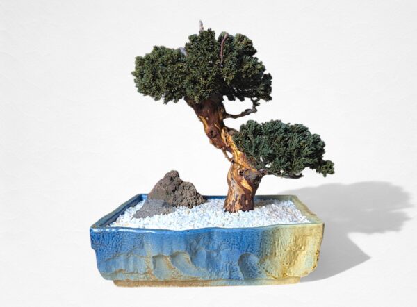 【WITHERS BONSAI】盆栽アート”枯れた盆栽の再生” S25806