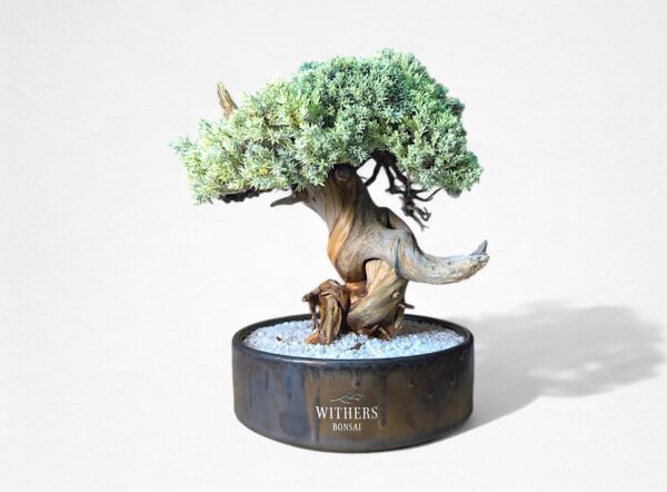 【HIKARI BONSAI】盆栽アート”枯れた盆栽の再生” S25807