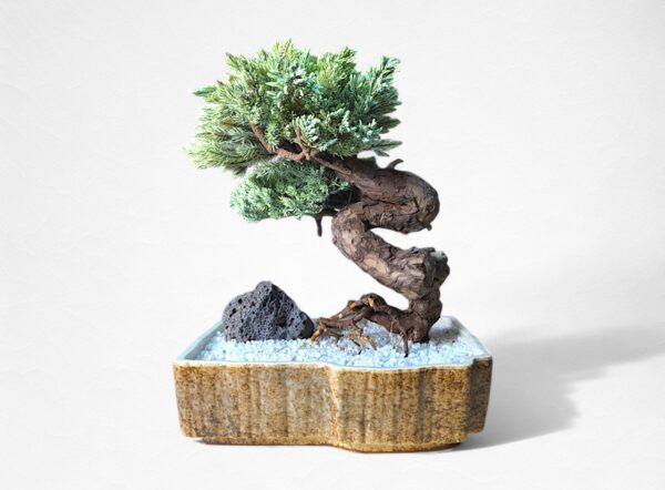 【HIKARI BONSAI】盆栽アート”枯れた盆栽の再生” S25808