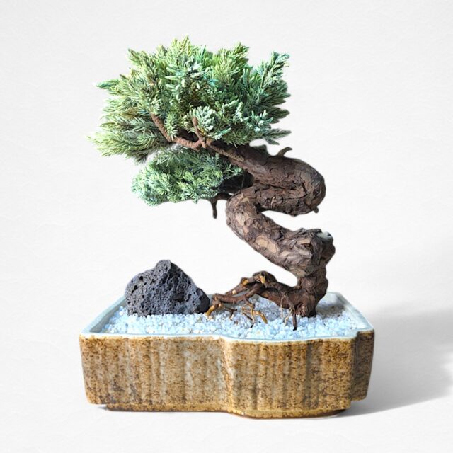 【HIKARI BONSAI】盆栽アート"枯れた盆栽の再生" S25808
