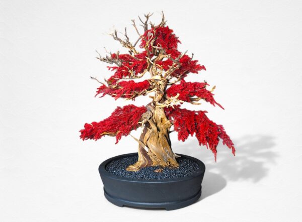 【WITHERS BONSAI】盆栽アート”枯れた盆栽の再生” S25809
