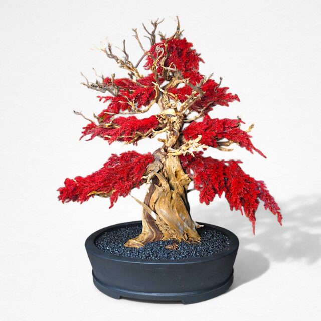 【WITHERS BONSAI】盆栽アート"枯れた盆栽の再生" S25809