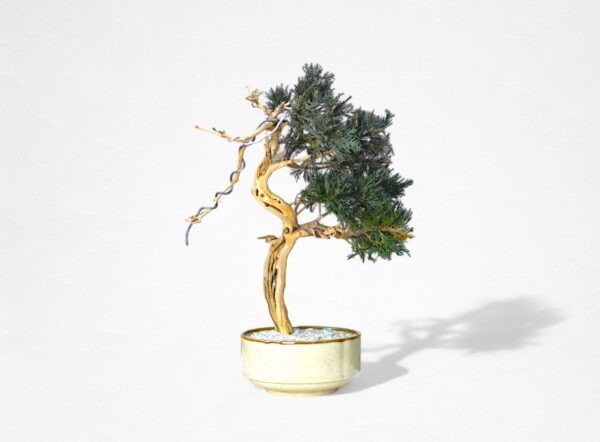 【WITHERS BONSAI】盆栽アート”枯れた盆栽の再生” S25912