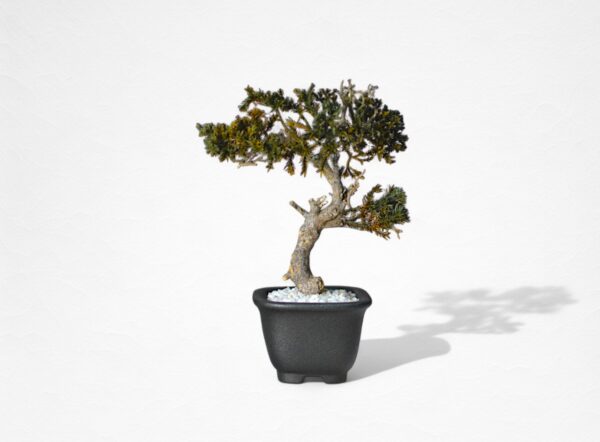 【WITHERS BONSAI】盆栽アート”枯れた盆栽の再生” S25917