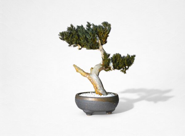 【WITHERS BONSAI】盆栽アート”枯れた盆栽の再生” S25918