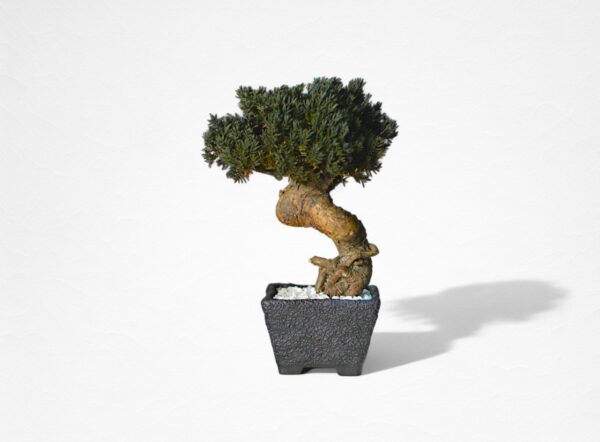 【WITHERS BONSAI】盆栽アート”枯れた盆栽の再生” S25919