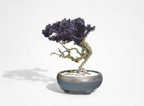 【WITHERS BONSAI】盆栽アート”枯れた盆栽の再生” S25922