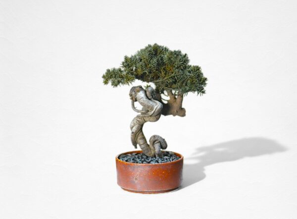 【WITHERS BONSAI】盆栽アート”枯れた盆栽の再生” S25923