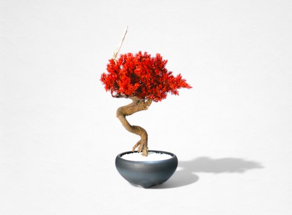 【WITHERS BONSAI】盆栽アート”枯れた盆栽の再生” S25924