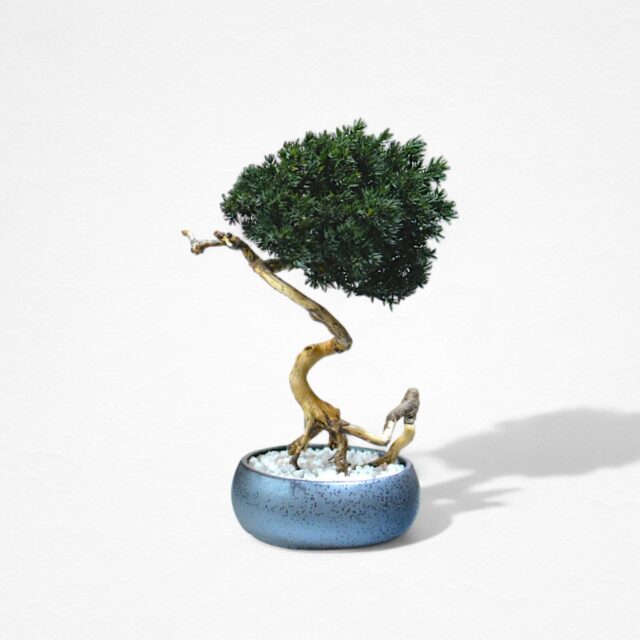 【WITHERS BONSAI】盆栽アート"枯れた盆栽の再生" S25929