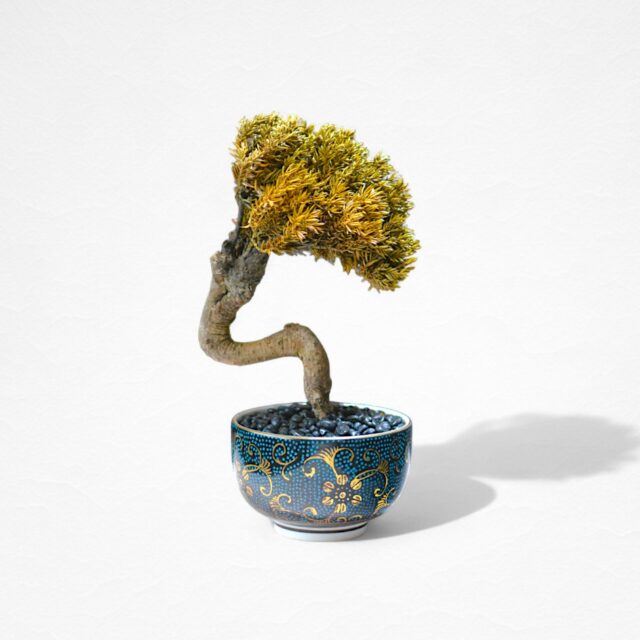 【WITHERS BONSAI】盆栽アート"枯れた盆栽の再生" S25930