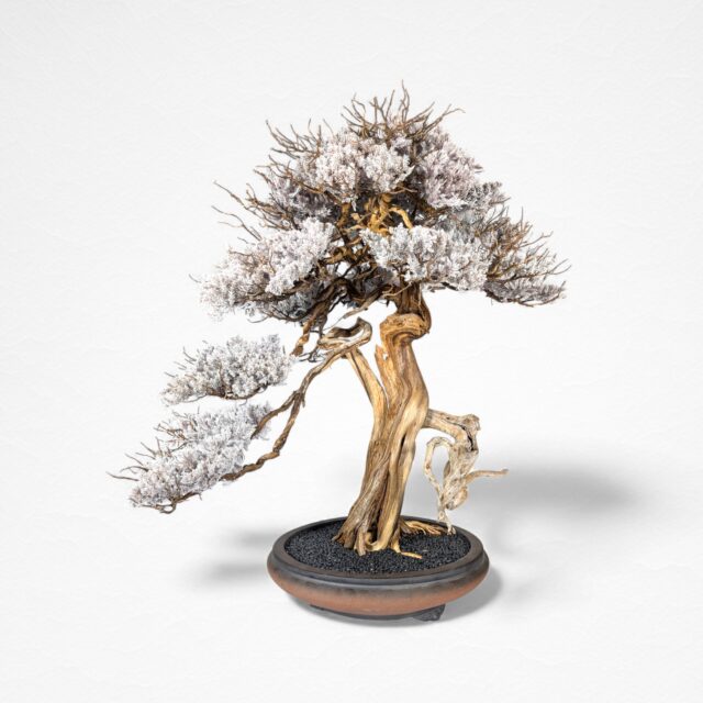 【WITHERS BONSAI】盆栽アート"枯れた盆栽の再生" S25932